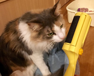 猫のキャラウェイ