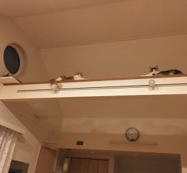 キャットウォークの上の猫