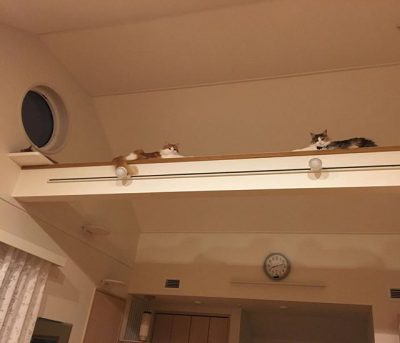 キャットウォークの上の猫