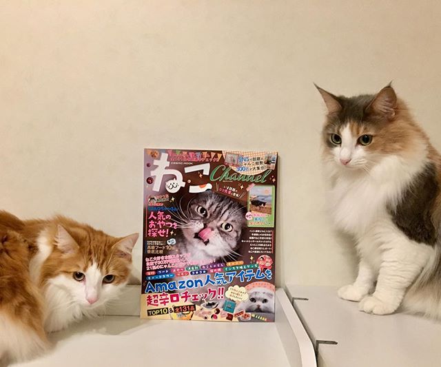 ねこChannnelと一緒