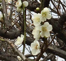 梅の花