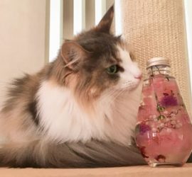 ハーバリウムとキャリー