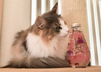 ハーバリウムとキャリー