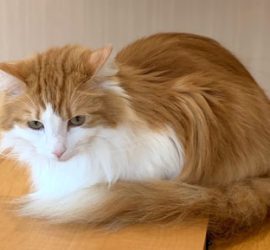 猫のラフィエル