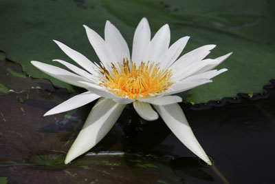 ハスの花