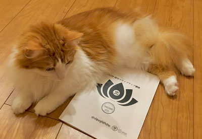 ヨーガ・スートラ講座テキストと猫