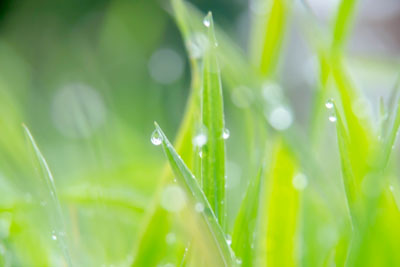 雨に濡れた草
