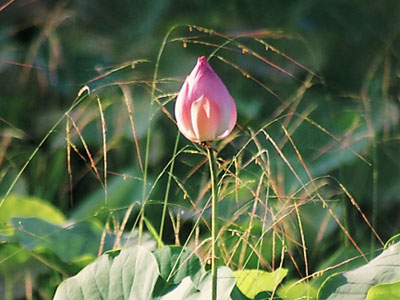 蓮のつぼみ　瞑想イメージ