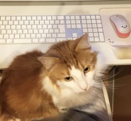 パソコンと猫