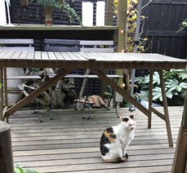 カフェ坂ノ下の猫