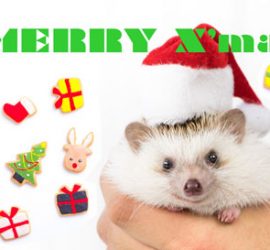 メリークリスマスハリネズミ