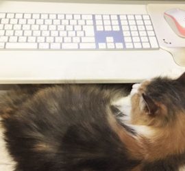 膝の上でくつろぐ猫