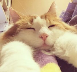 幸せそうに眠る猫