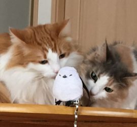 シマエナガと猫たち