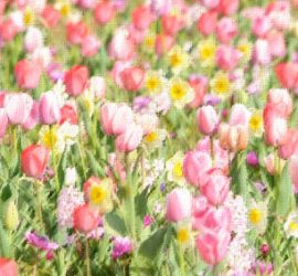 色とりどりのチューリップ