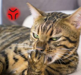 怒るベンガル猫