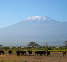 アフリカのキリマンジャロ山