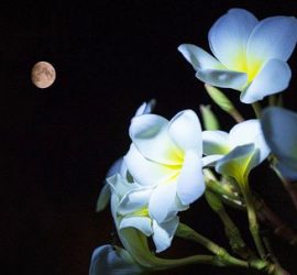 5月の満月　フラワームーン