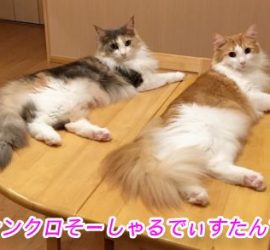 ねこがかわいいだけ展応募写真