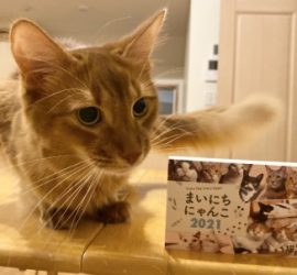 日めくりカレンダー「まいにちにゃんこ2021」