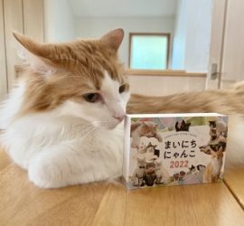 まいにちにゃんこカレンダーとラフィエル
