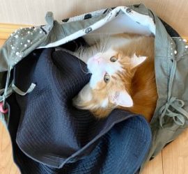 バッグに入ったラフィエル