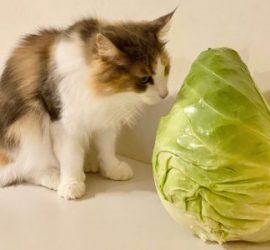 たけのこキャベツとキャリー